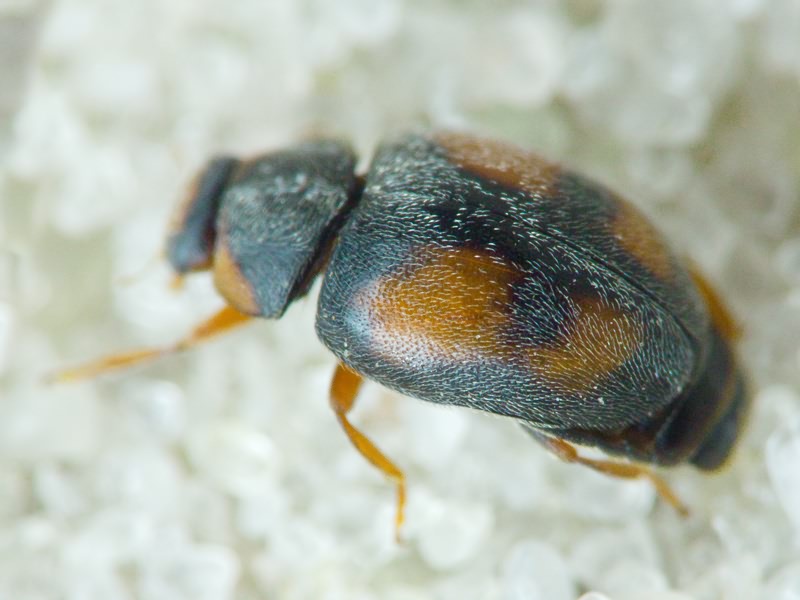 Scymnus frontalis (Fabricius, 1787)
